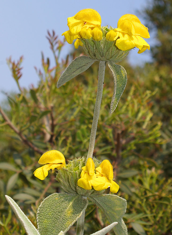 Phlomis fruticosa / Salvione giallo